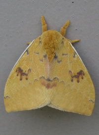 Io Moth